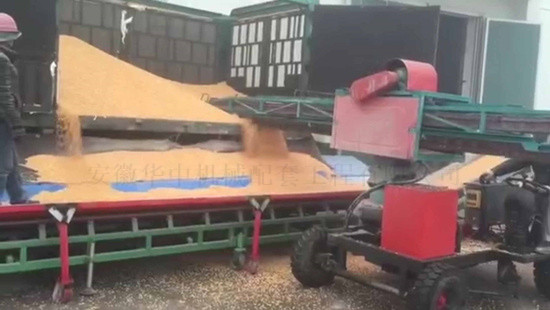 工作中的移动式粮食卸车链条刮板扒谷机图片