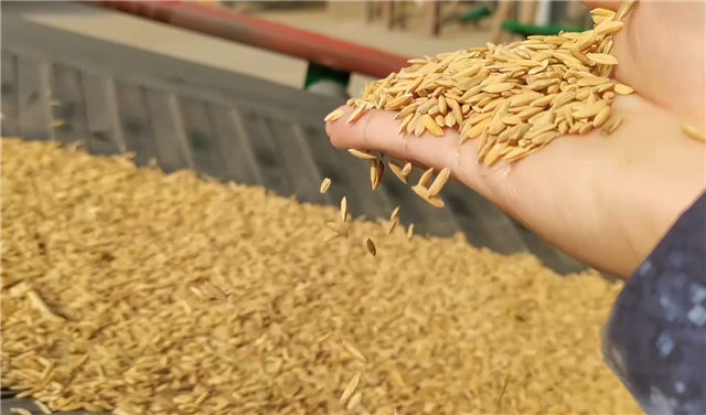 环保清粮滚筒振动筛粮食清理效果