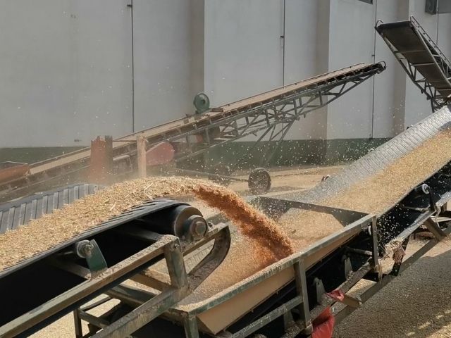 收粮现场的粉尘污染 收粮现场的粉尘污染