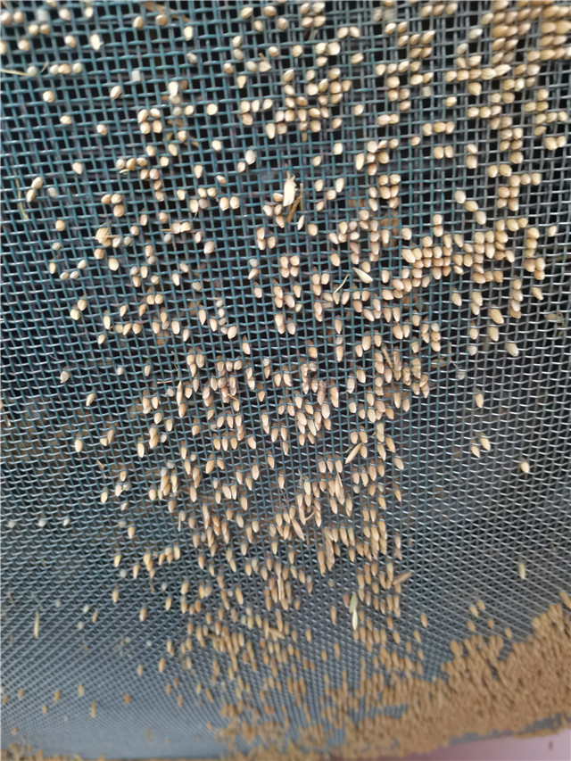 未更换前的圆筒清粮机的筛网