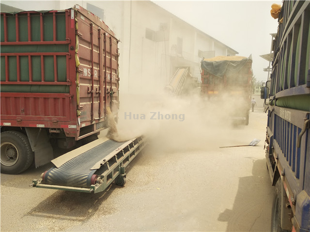 Bulk grain unloading belt conveyor is working 